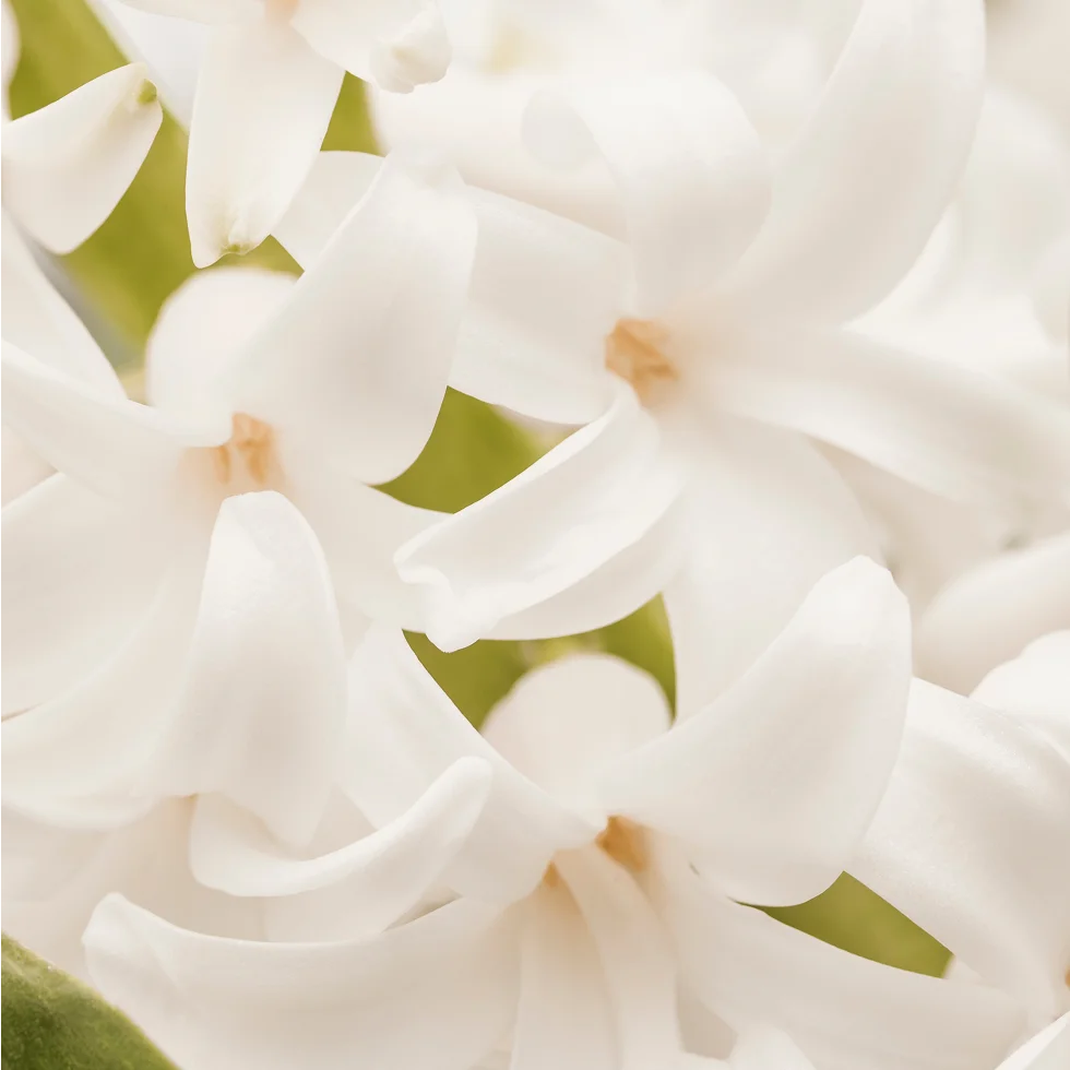 Fragrância Afrodite Miniatura